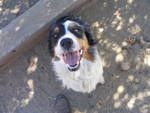 Dogs Australian Shepherd